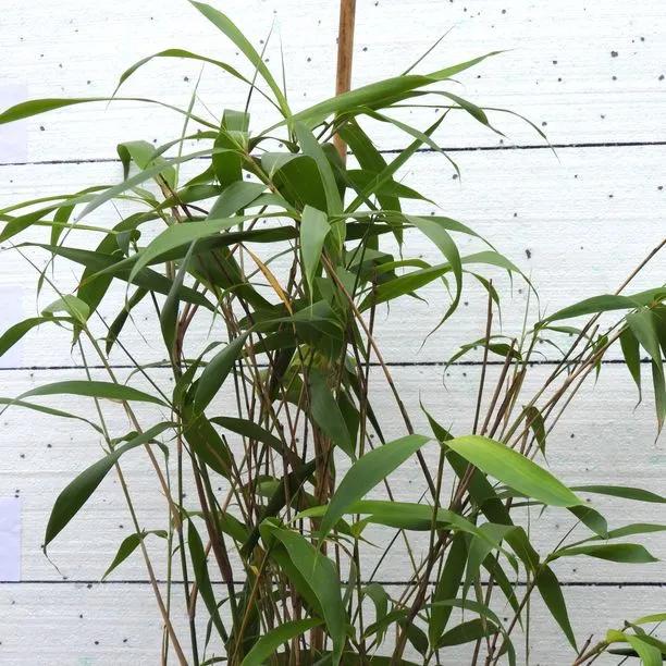 Arrow Bamboo (Pseudosasa japonica  metake) Img 1